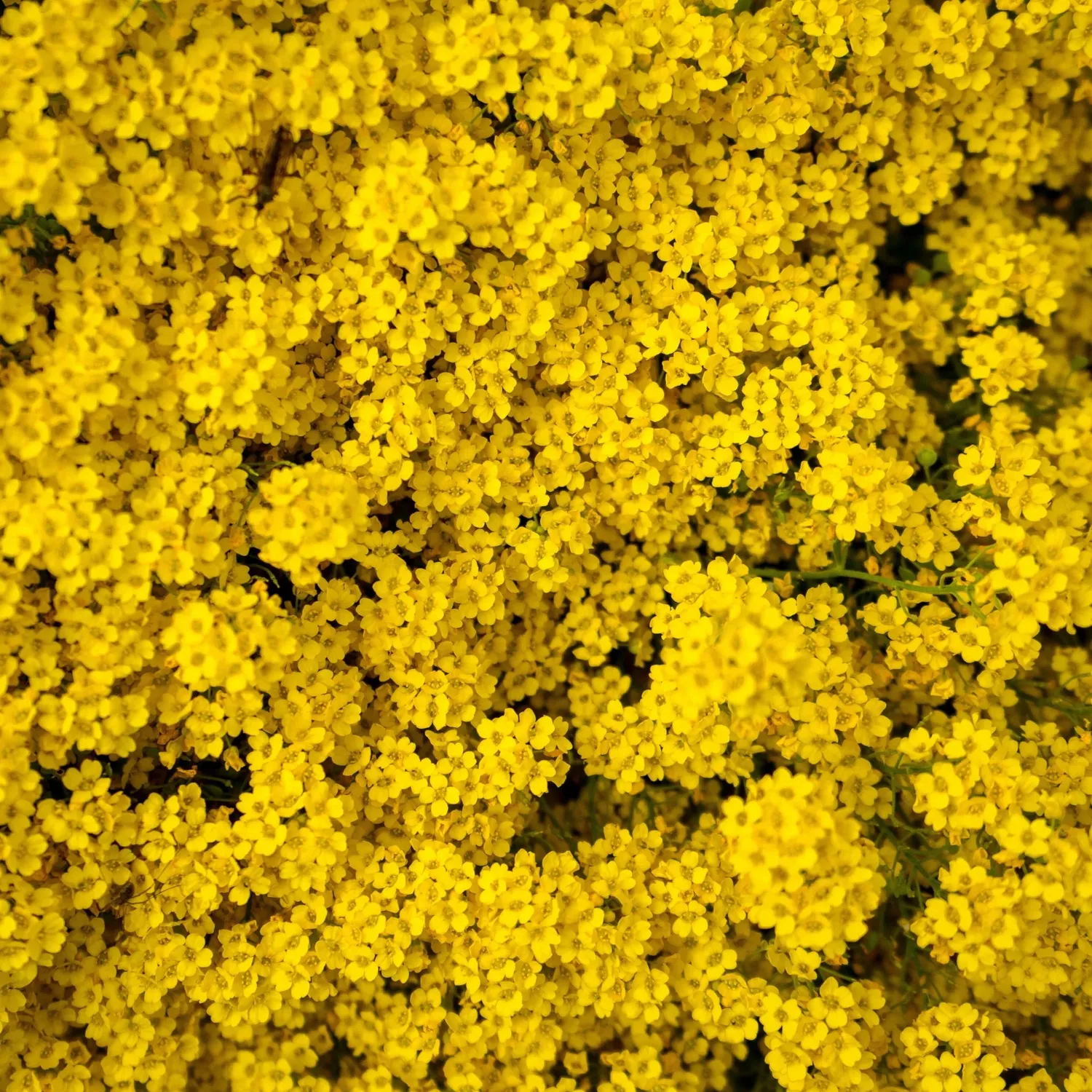 Endro Bergamote Deo-Balsam 48h zitrisch